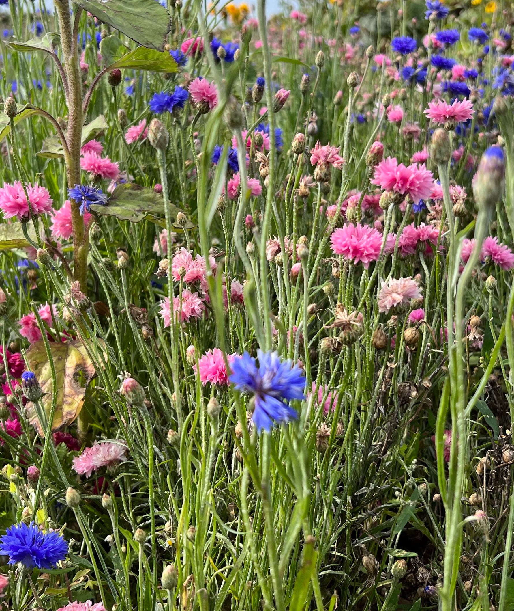 Field of pink and blue wildflowers